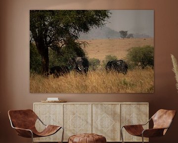 The soul of the savannah - Elephants in their natural wealth
