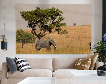 Along the riverbed - Elephants in the evening coolness