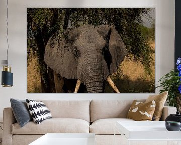 Where silence speaks - The presence of the elephant