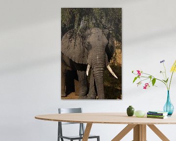 Between earth and sky - The elephants of the valley