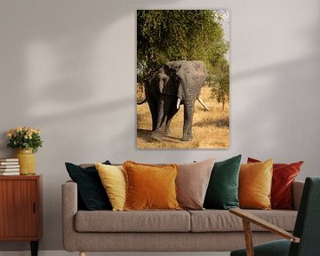 Silence and dust - The way of the elephants
