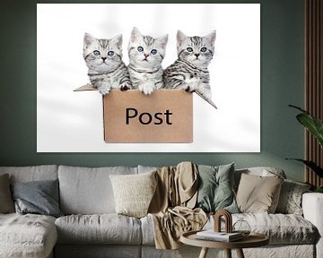 Drie jonge brits korthaar kittens in een kartonnen doos met woord Post van Ben Schonewille