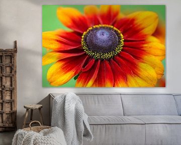 Flower of a cockade flower by Bernhard Kaiser