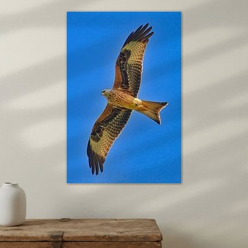 Rode wouw tijdens de vlucht