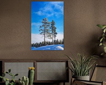 Landscape with snow in winter near Kuusamo, Finland