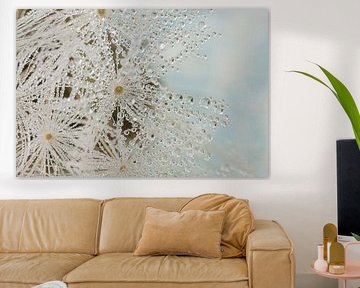 Winter feeling: Drops on the fluff of a Dandelion