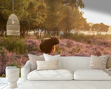 Schotse hooglander Westerheide Hilversum van Jan-Willem van Rijs