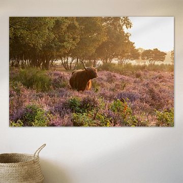 Schottischer Hochländer Westerheide Hilversum