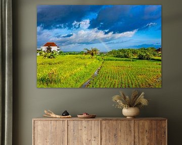 A rainbow over a rice field in Bali