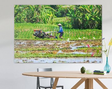 Local farmer at work in Bali's rice field