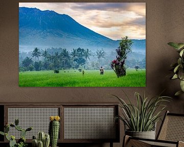 Un agriculteur dans sa rizière devant le volcan Agung à Bali sur Danny Bastiaanse
