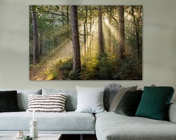 Lever de soleil dans les bois d'Oisterwijk sur Miranda Geerts Art