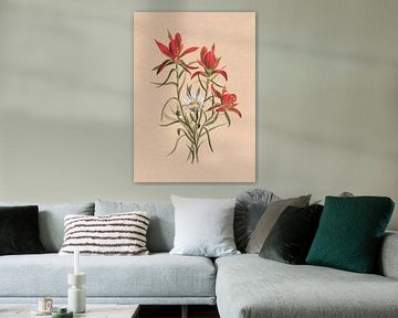 Indian Paintbrush (1883)