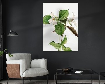 Large White Trillium