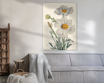 Matilija Poppy