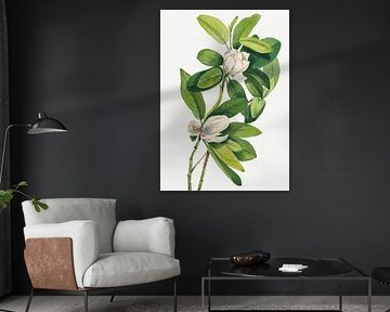 Swamp Magnolia (1918) by Pictufy