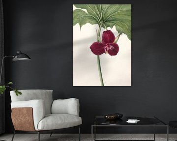 Sweet Trillium