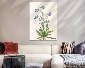 Alpine Forget Me Not From North American Wildflowers (1925) By Mary Vaux Walcott