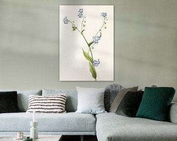 Bur Forget Me Not From North American Wildflowers (1925) By Mary Vaux Walcott