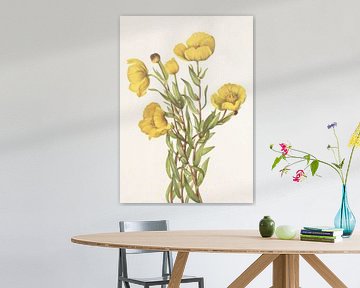 Bushpoppy From North American Wildflowers (1925) By Mary Vaux Walcott