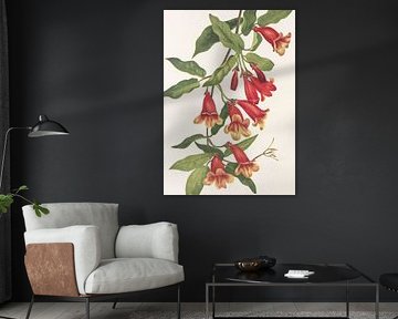 Crossvine From North American Wildflowers (1925) By Mary Vaux Walcott