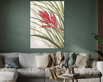 Quill Leaf Tillandsia From North American Wildflowers (1925) By Mary Vaux Walcott