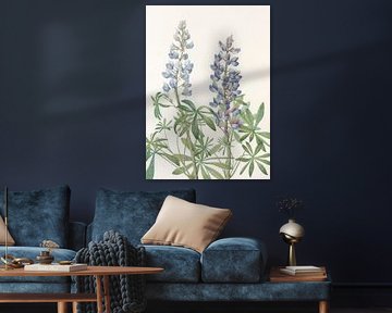 Lupin solaire tiré de North American Wildflowers (1925) par Mary Vaux Walcott