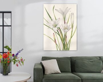 Atamasco Lily From North American Wildflowers (1925) By Mary Vaux Walcott