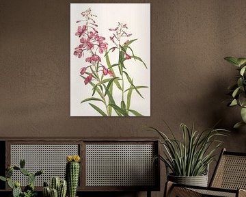 Fireweed From North American Wildflowers (1925) Par Mary Vaux Walcott.
