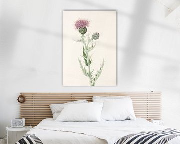 Prairie Thistle From North American Wildflowers (1925) By Mary Vaux Walcott.