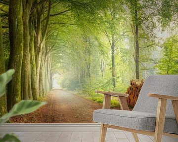 Boslaan in Ruinen - rust in het bos