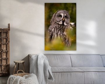 The Lapland owl by Willemijn Wolthaus