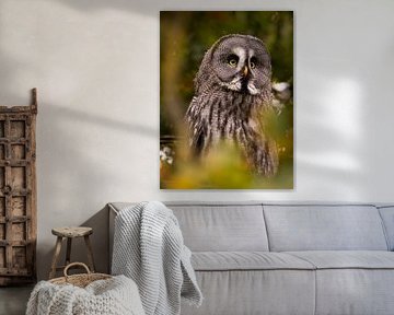 The Lapland owl