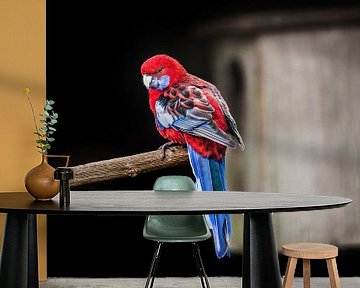 Roodblauwe Rosella papegaai von Harrie Muis