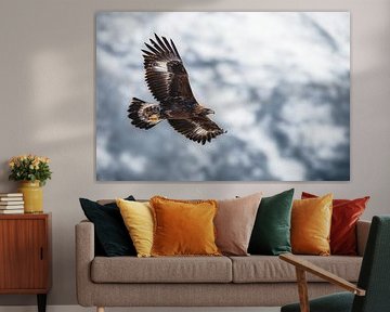 Golden eagle hovering over the Swiss Alps