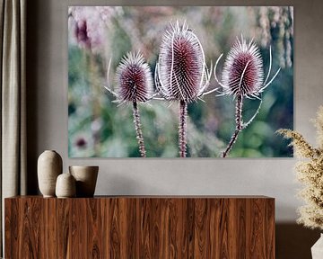 Proud, wild cardoons in the autumn light