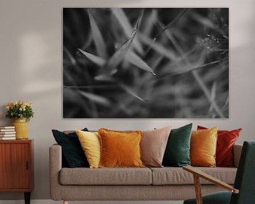 images en noir et blanc (monochromes) d'herbe ou de feuilles pointues sur Galuh Pambuka