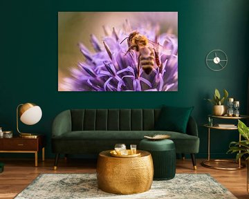 Busy honeybee on globe thistle by Daniela Beyer