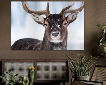 Mon visage d'hiver II sur Daniela Beyer