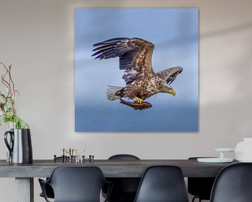White-tailed sea eagle - Haliaeetus albicilla with prey