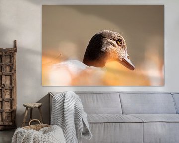 Close-up of a Nile goose