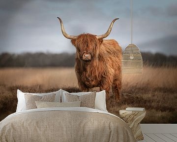Tough Scottish Highlander on the Hijkerveld