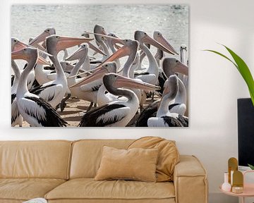 Hongerige Pelikanen in Australie