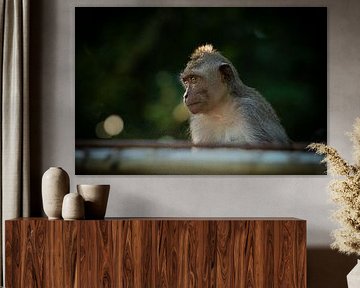 Uluwatu monkey by Tessel Sander