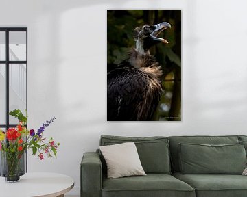 Monk Vulture