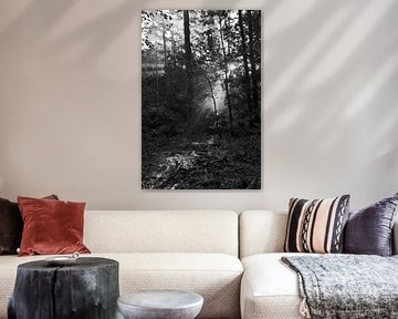 Beautiful light in the forest by Jurjen Melinga