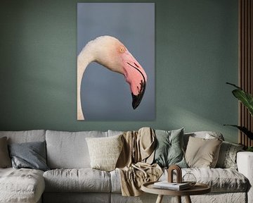 Roze flamingo (Phoenicopterus roseus)