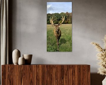 The king of the forest - Mighty red deer with antlers