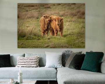 Veaux Scottish Highland sur le Hijkerveld