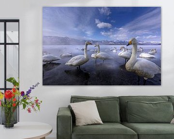Wild Whooper swans in Hokkaido by Erik Verbeeck
